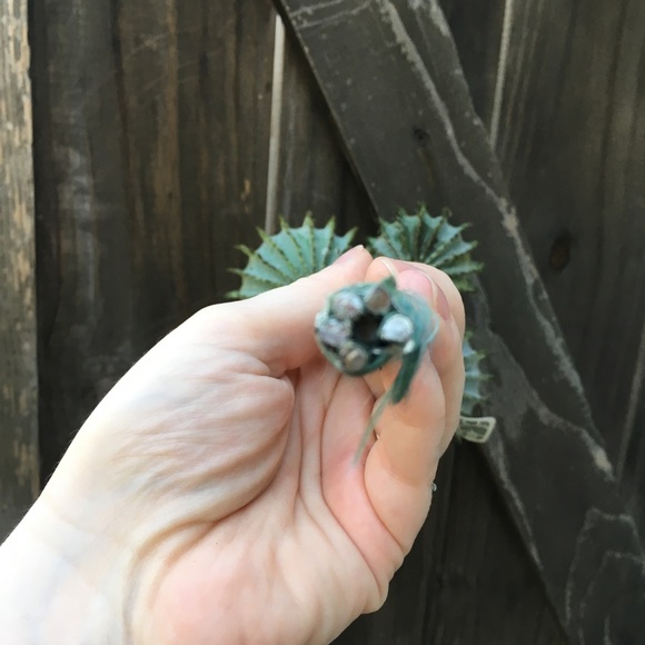 12 Cactus Bundles 14” Faux Barrel Cactus - Picture 7 of 8